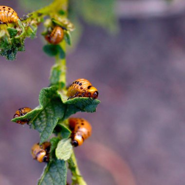 Colorado patates böceği larvaları genç patates yaprağı yemek
