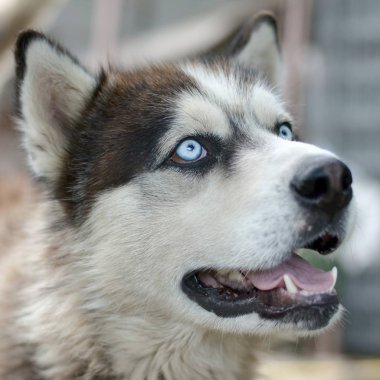 Arctic Malamute mavi gözlü namlu portre yakın. Bu oldukça büyük bir köpek yerli türüdür