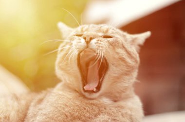 Kahverengi tabby evcil kedi bulanık yeşil bahçesinde esneme