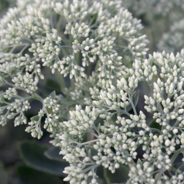 Yeşil çiçekli Hylotelephium telephium beyaz çiçekler lot