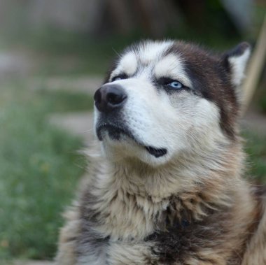 Bahçede oturan profil baş ile Gururlu yakışıklı genç husky köpek