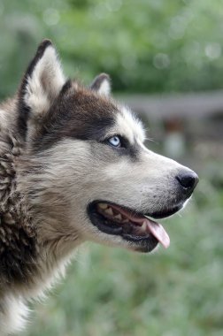 Arctic Malamute mavi gözlü namlu portre yakın. Bu oldukça büyük bir köpek yerli türüdür