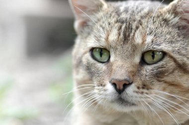 Yeşil gözlü gri çizgili tabby kedi sad namlu portre, seçici odak
