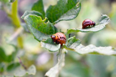 Colorado patates böceği larvaları genç patates yaprağı yemek