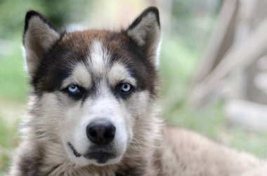 Arctic Malamute mavi gözlü namlu portre yakın. Bu oldukça büyük bir köpek yerli türüdür