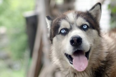 Arctic Malamute mavi gözlü namlu portre yakın. Bu oldukça büyük bir köpek yerli türüdür