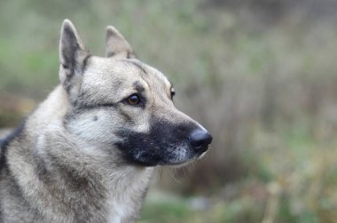 Yeşil alan arka plan ile bir köpek ırkı Batı Sibirya Laika Portresi