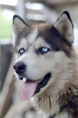 Arctic Malamute mavi gözlü namlu portre yakın. Bu oldukça büyük bir köpek yerli türüdür