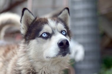 Arctic Malamute mavi gözlü namlu portre yakın. Bu oldukça büyük bir köpek yerli türüdür