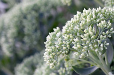 Yeşil çiçekli Hylotelephium telephium beyaz çiçekler lot