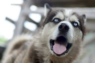 Arctic Malamute mavi gözlü namlu portre yakın. Bu oldukça büyük bir köpek yerli türüdür