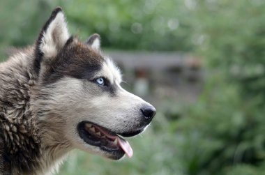 Arctic Malamute mavi gözlü namlu portre yakın. Bu oldukça büyük bir köpek yerli türüdür