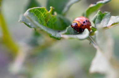 Colorado patates böceği larvaları genç patates yaprağı yemek