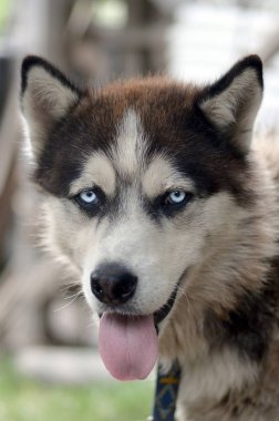 Arctic Malamute mavi gözlü namlu portre yakın. Bu oldukça büyük bir köpek yerli türüdür