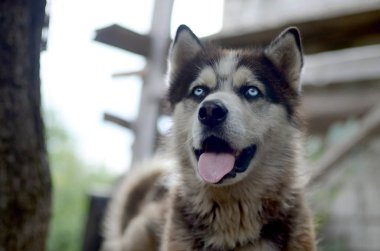 Arctic Malamute mavi gözlü namlu portre yakın. Bu oldukça büyük bir köpek yerli türüdür