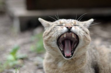 Kahverengi tabby evcil kedi bulanık yeşil bahçesinde esneme