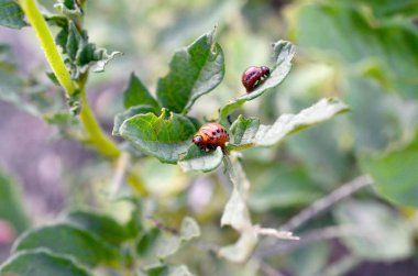 Colorado patates böceği larvaları genç patates yaprağı yemek