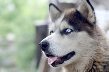 Arctic Malamute mavi gözlü namlu portre yakın. Bu oldukça büyük bir köpek yerli türüdür