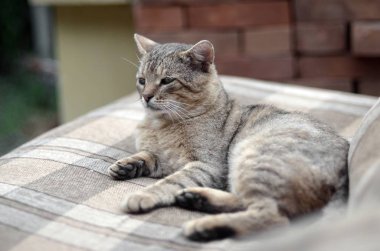 Yeşil gözlü gri çizgili tabby kedi sad namlu portre, seçici odak