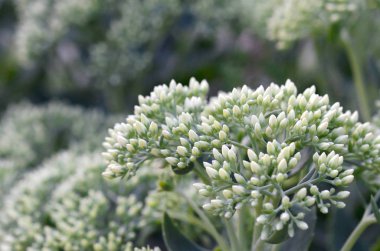 Yeşil çiçekli Hylotelephium telephium beyaz çiçekler lot