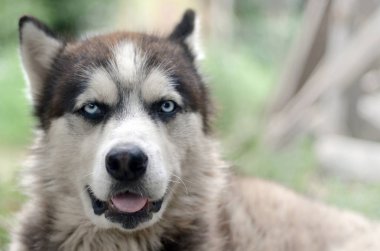 Arctic Malamute mavi gözlü namlu portre yakın. Bu oldukça büyük bir köpek yerli türüdür