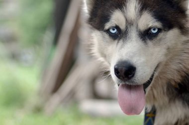 Arctic Malamute mavi gözlü namlu portre yakın. Bu oldukça büyük bir köpek yerli türüdür