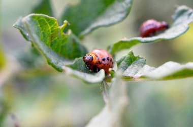 Colorado patates böceği larvaları genç patates yaprağı yemek