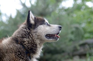 Arctic Malamute mavi gözlü namlu portre yakın. Bu oldukça büyük bir köpek yerli türüdür