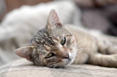 Akşam ları açık havada kanepede uyuklayan üzgün ve tembel bir tabby kedisinin yakın çekim