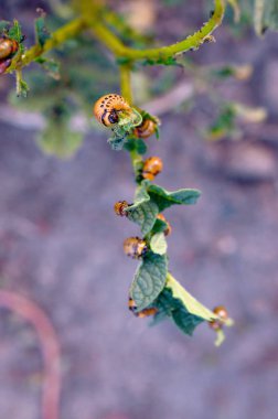 Colorado patates böceği larvaları genç patates yaprağı yemek