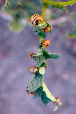 Colorado patates böceği larvaları genç patates yaprağı yemek