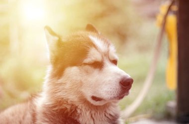 Arctic Malamute mavi gözlü namlu portre yakın. Bu oldukça büyük bir köpek yerli türüdür