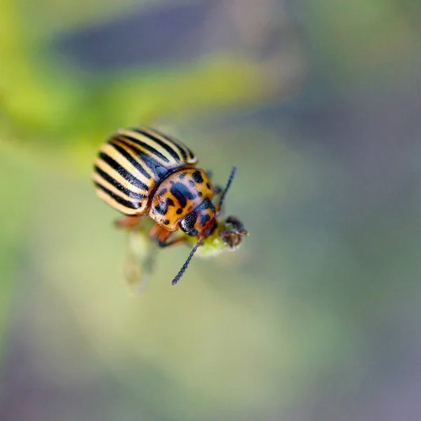 Colorado potatis Beetle Leptinotarsa decemlineata Say kryper på potten — Stockfoto