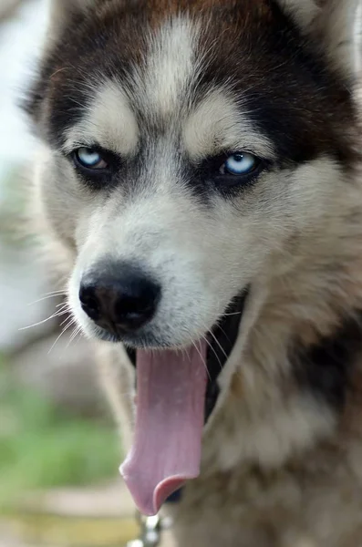 Sleepy husky dog funny yawns with wide open mouth and long tongue