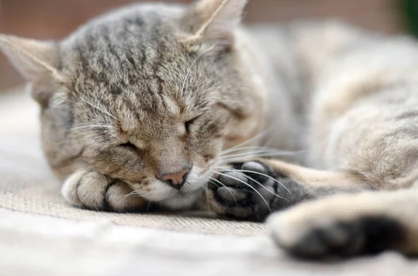 Close-up de um gato triste e preguiçoso dormindo no sofá ao ar livre à noite — Fotografia de Stock