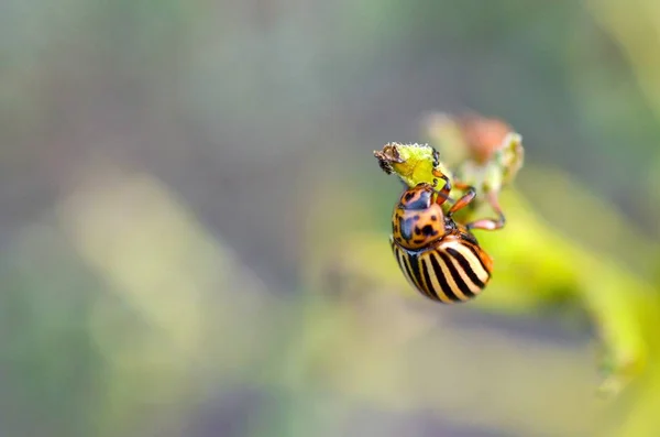 Scarabeo della patata del Colorado Leptinotarsa decemlineata strisciante sulle foglie di patata — Foto Stock