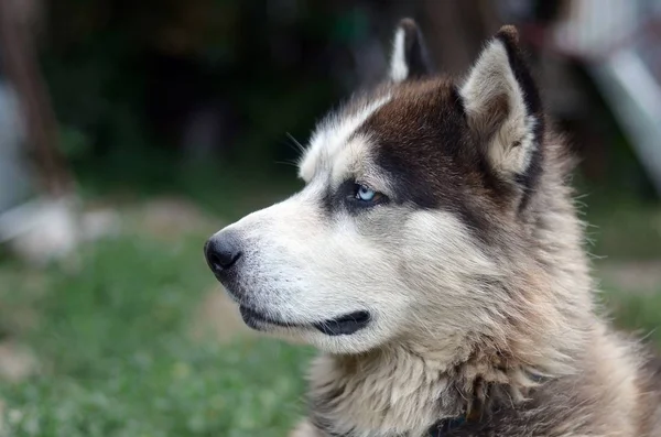 Arctic Malamute con ojos azules bozal retrato de cerca. Este es un perro bastante grande tipo nativo — Foto de Stock