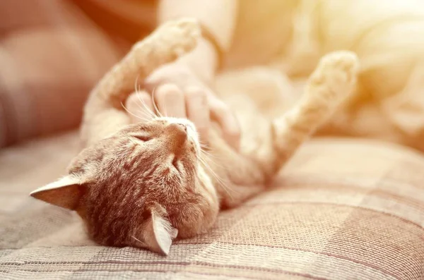 Um gato bonito grande marrom tabby deitado no sofá macio preguiçoso, enquanto a mão coçando seu pescoço — Fotografia de Stock