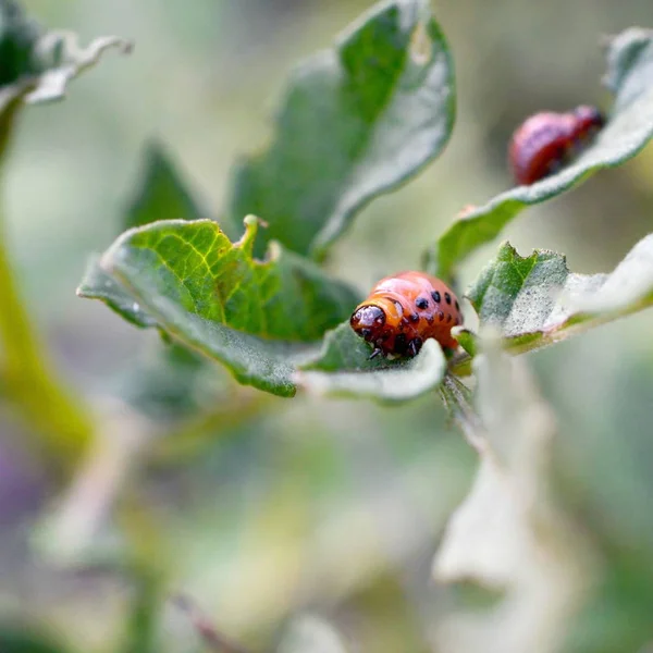 科罗拉多马铃薯甲虫幼虫吃幼薯叶 — 图库照片