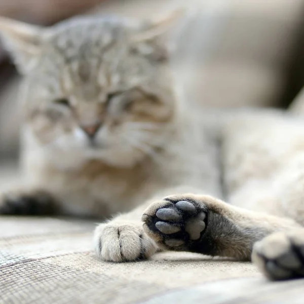 Üzgün tekir kedi açık havada yumuşak bir kanepe üzerinde yatan ve odak pençe ile dinlenme — Stok fotoğraf