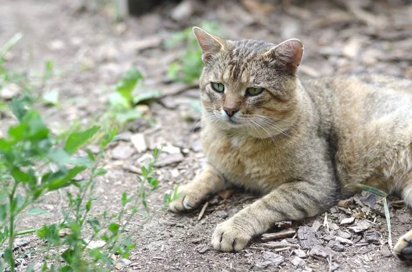 Sad muzzle portrait of a grey striped tabby cat with green eyes, selective focus — Stock Photo, Image