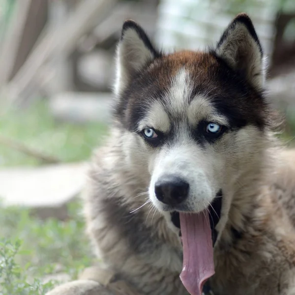 Schläfriger Husky-Hund gähnt lustig mit weit geöffnetem Maul und langer Zunge — Stockfoto
