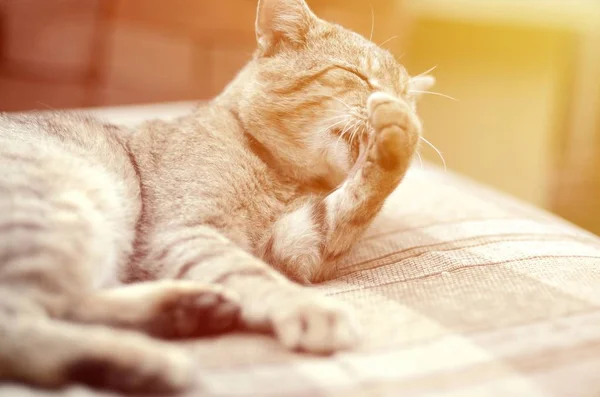 Retrato de gato tabby sentado e lambendo o cabelo ao ar livre e encontra-se no sofá marrom — Fotografia de Stock