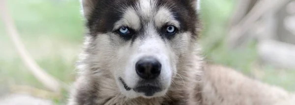 Arctic Malamute mavi gözlü namlu portre yakın. Bu oldukça büyük bir köpek yerli türüdür — Stok fotoğraf