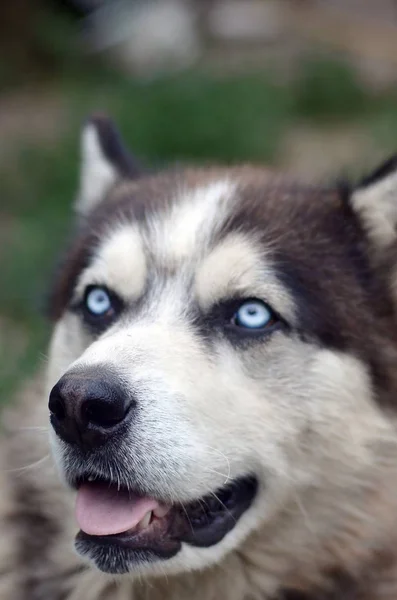 Arctic Malamute com olhos azuis retrato focinho de perto. Este é um tipo nativo de cão bastante grande — Fotografia de Stock