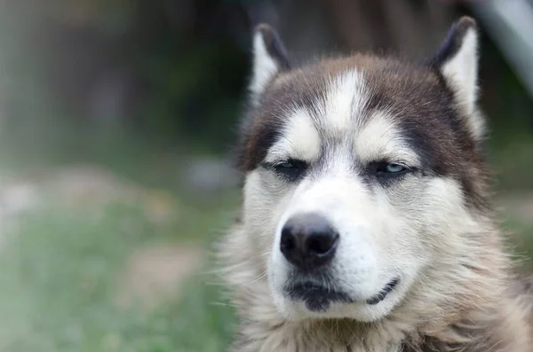 Arctic Malamute con ojos azules bozal retrato de cerca. Este es un perro bastante grande tipo nativo — Foto de Stock