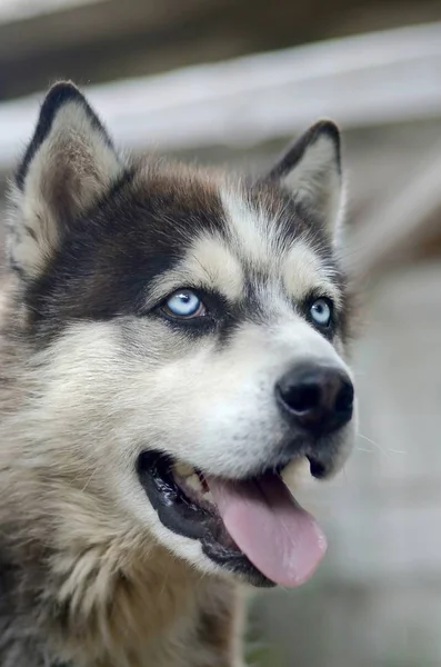 Arctic Malamute z niebieskim oczy kaganiec portret bliska. Jest to dość duży pies rodzime typu — Zdjęcie stockowe