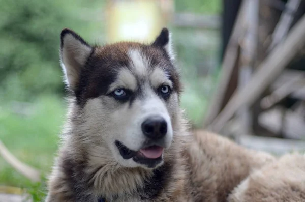 Arctic Malamute con ojos azules bozal retrato de cerca. Este es un perro bastante grande tipo nativo — Foto de Stock