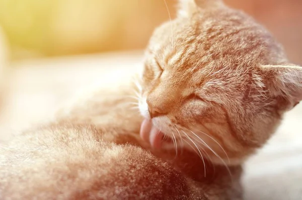Retrato de gato tabby sentado e lambendo o cabelo ao ar livre e encontra-se no sofá marrom — Fotografia de Stock