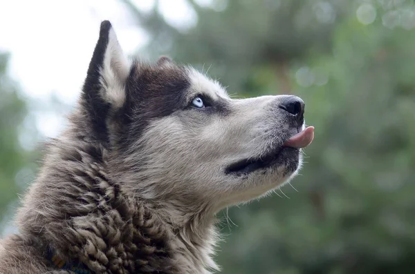 Arctic Malamute met blauwe ogen snuit portret close-up. Dit is een vrij grote hond inheemse type — Stockfoto